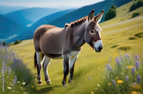 Close-up. A donkey walks through a meadow in the mountains in summer. Agriculture concept