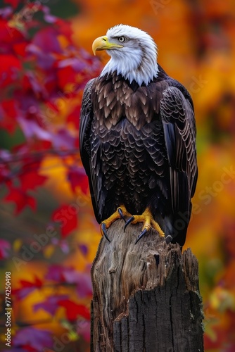 Bald eagle rest in Autumn forest in wilderness lands.
