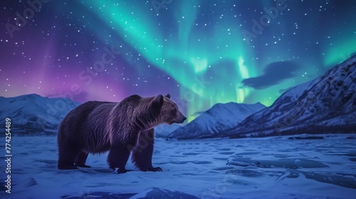 Bear and beautiful aurora northern lights in night sky in winter.