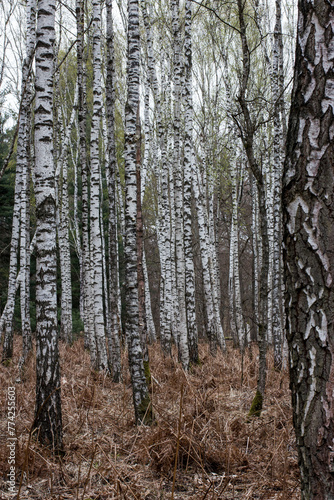 Forêt de bouleaux
