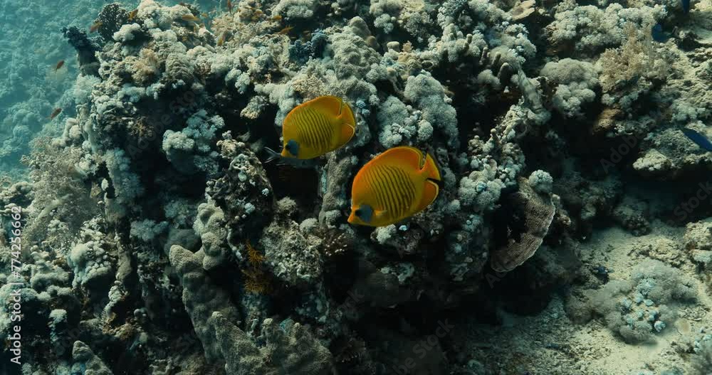 Two bluecheeked butterflyfish floating over stony seabed. Two bluecheeked butterflyfish floating over stony seabed.