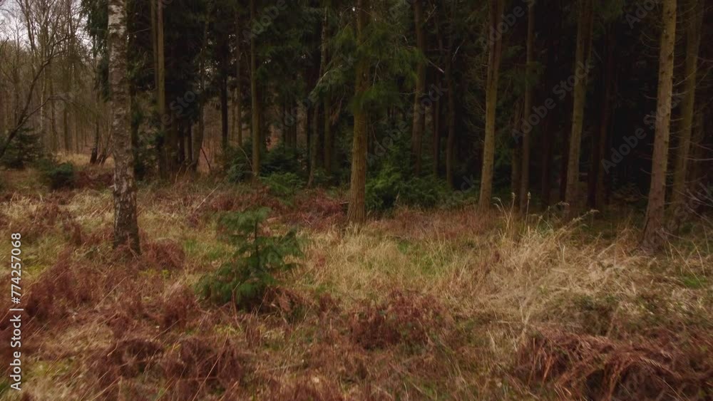 4k aerial view flying through alpine deciduous forest in the UK. alpine shrubland heath. 4k aerial view flying through alpine deciduous forest in the UK. alpine shrubland heath.