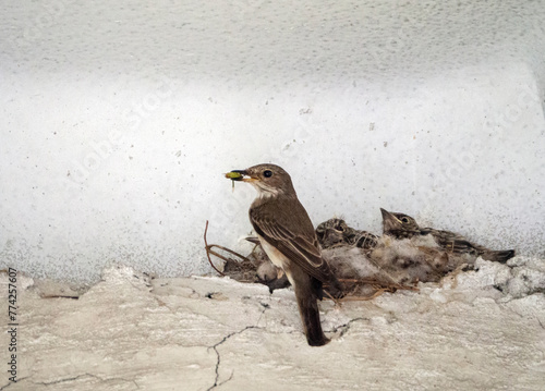 A gray flycatcher brought an insect to its chicks. The chicks are sitting in the nest and waiting for food. Background with a gray flycatcher feeding its chicks. photo