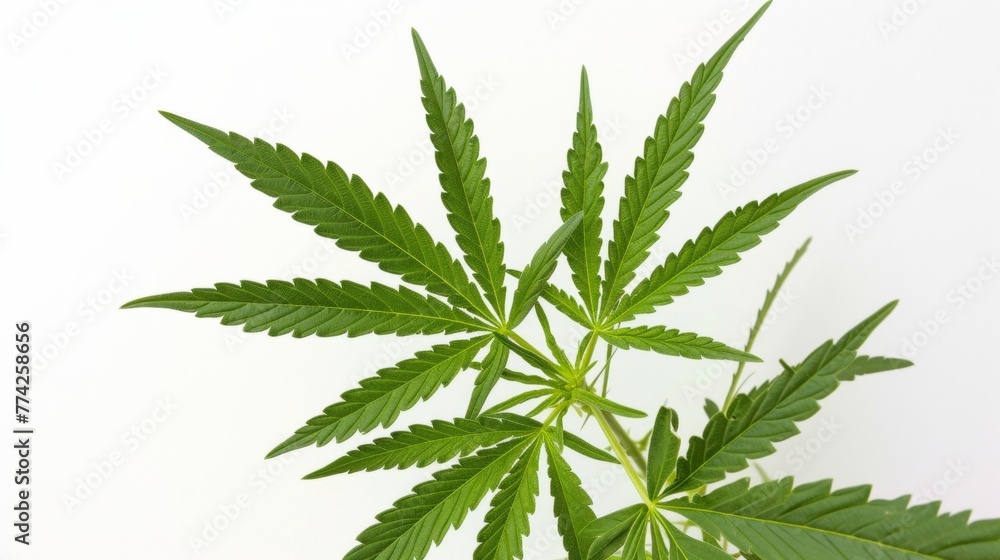 Cannabis plant leaves over plain background.