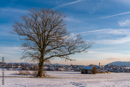 Königsdorf in Bayern im Winter mit altem Baum im Vordergrund