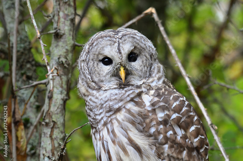  A barred owl.
The barred owl, also known as the northern barred owl, striped owl or, more informally, hoot owl or eight-hooter owl, is a North American large species of owl.  photo