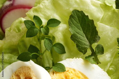 Fresh chickweed and nipplewort leaves - spring wild edible plants in a vegetable salad photo