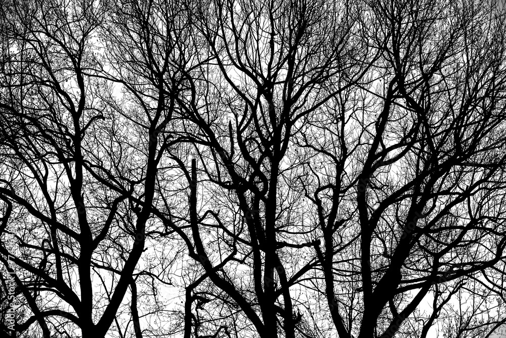 Dark blacl trees silhouettes. isolated on white background. illustration. Dark blacl trees silhouettes. isolated on white background. illustration.