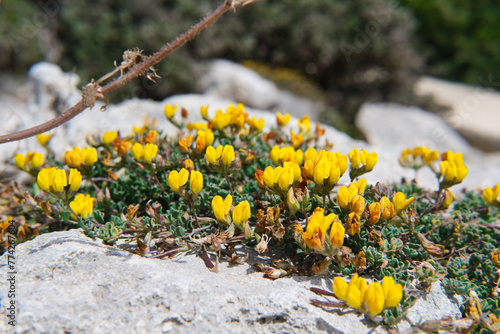 Pianta succulenta con fiori gialli su scogliera marina photo