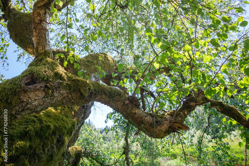 old birch tree in summer