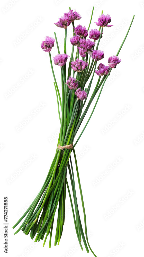 Fototapeta premium Young green onion isolated on transparent background 