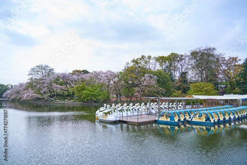春の桜満開の井の頭公園の池とボート