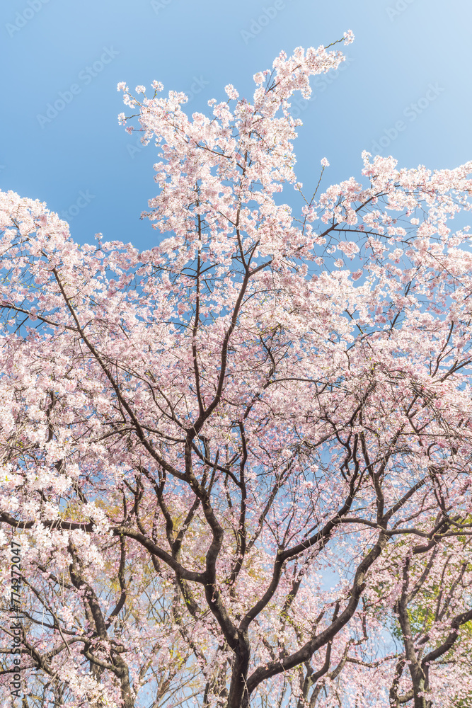 Tall cherry blossom tree in full bloom