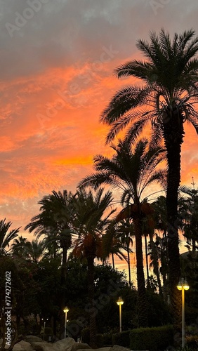 Sunset with palm. Alanya  T  rkiye 