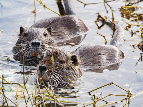 NUTRIA DEL DANUBIO photo