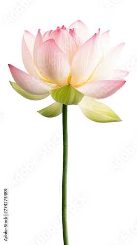 Pink water lily flower  lotus  on transparent background. The lotus flower  water lily  is national flower for India  Asian culture