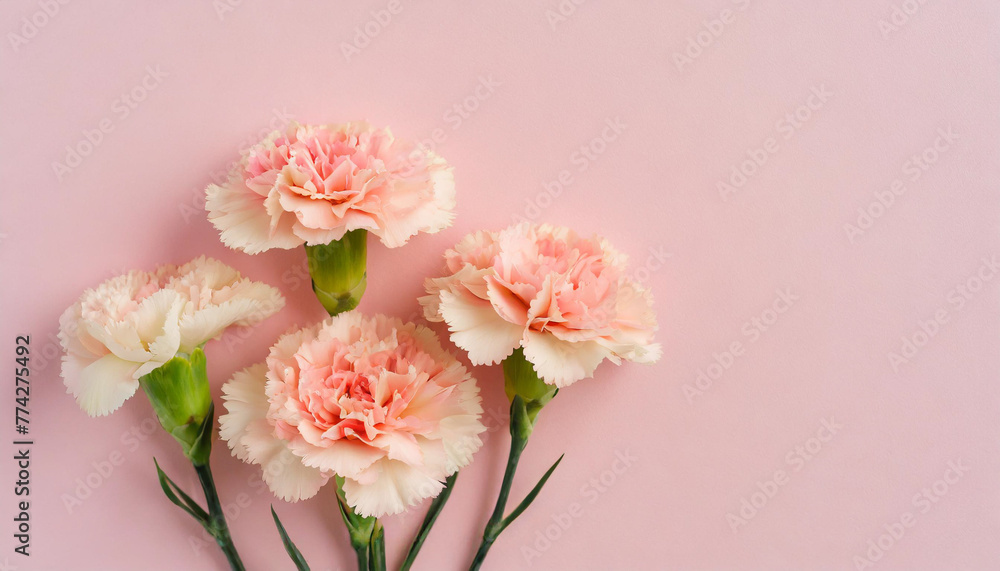Soft Spring Symphony: Delicate Pink Carnations for Mother's Day Cards, Birthday Wishes, and Easter Cheer 