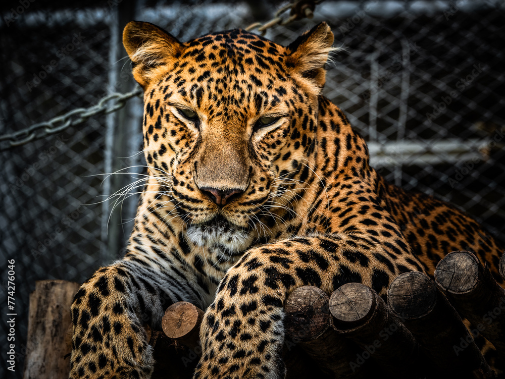 graceful leopard lies in a cage in the zoo. close up.