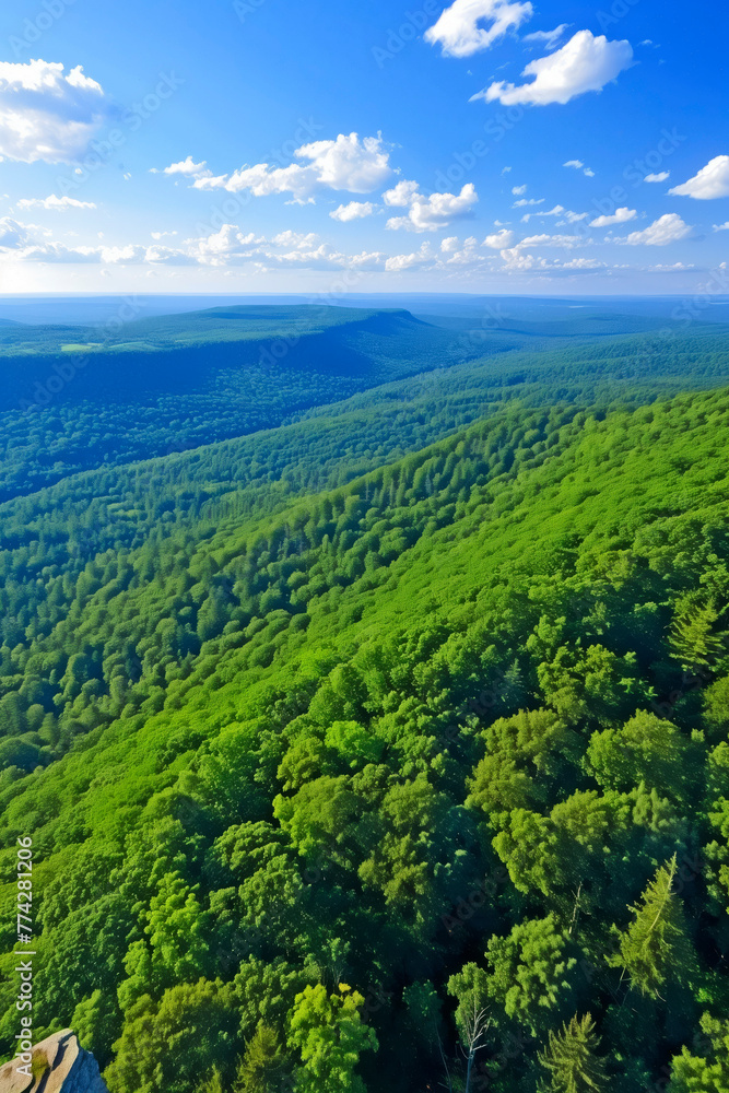 Obraz premium Forest. Carbon sink. Copy Space. Background