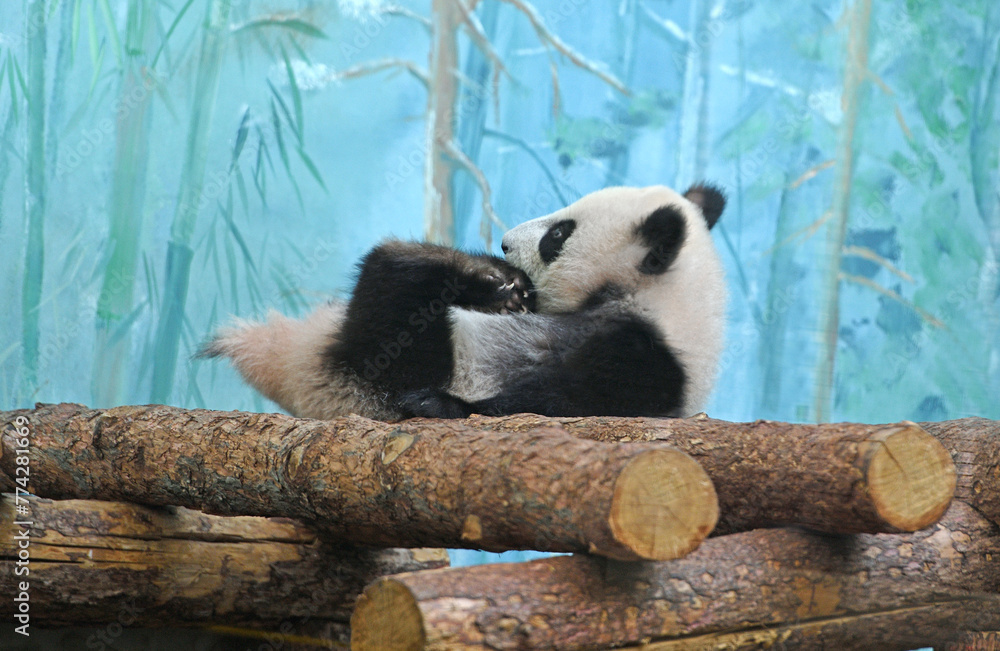 Fototapeta premium Funny giant panda (Ailuropoda melanoleuca) cub. Delicious paws
