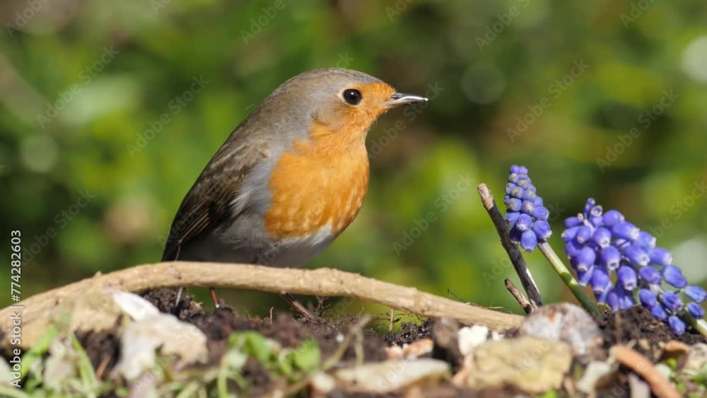 European Robin feeding on suet coconut on a sunny day in the UK in slow motion European Robin feeding on suet coconut on a sunny day in the UK in slow motion