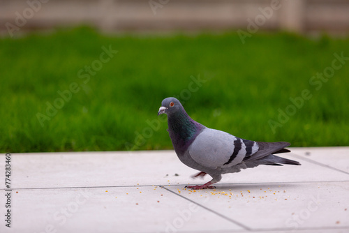 Close up of a European grey Pigeon on a white patio with a grass background