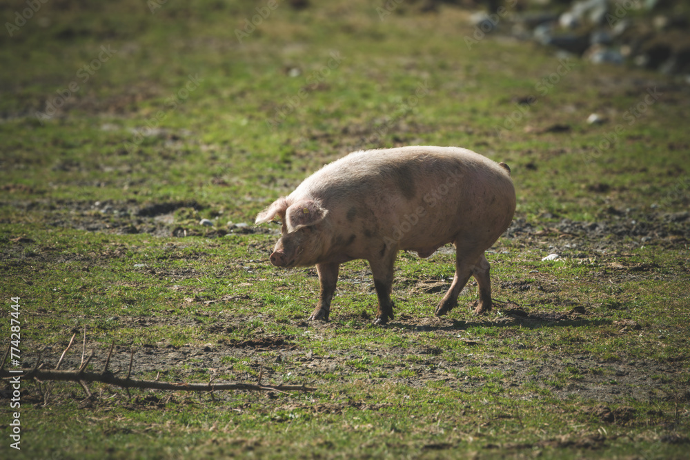grazing pig at a sunny spring day on a alp in austria grazing pig at a sunny spring day on a alp in austria