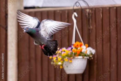 Lone pigeon in flight photo