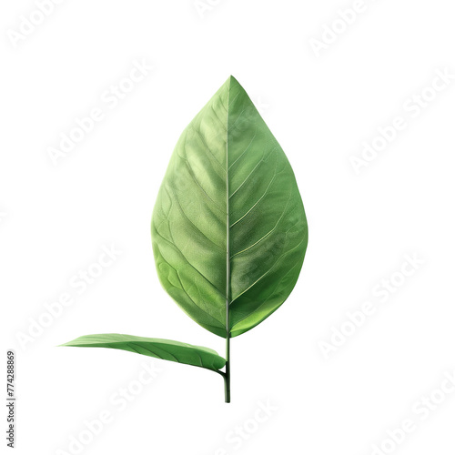 Green leaf on transparent backdrop