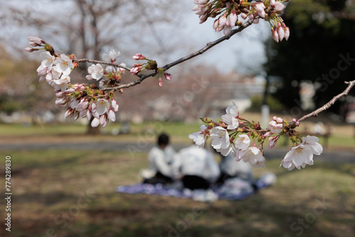 咲き始めた桜の花がきれいな公園