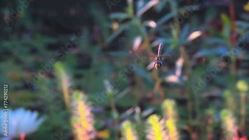 Dragonfly. Hovering flight. Pond photo