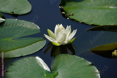 梅宮大社神苑に咲く睡蓮 photo