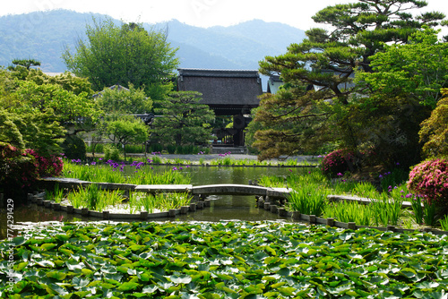初夏の梅宮大社神苑の風景