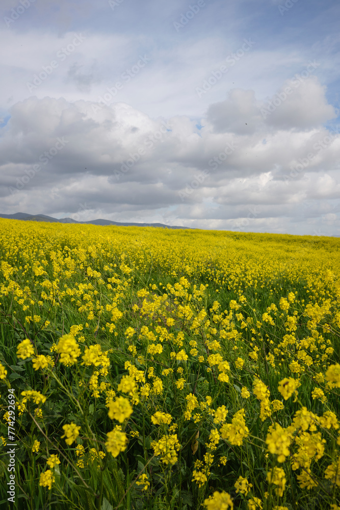 Yellow flower field. Yellow flower field.