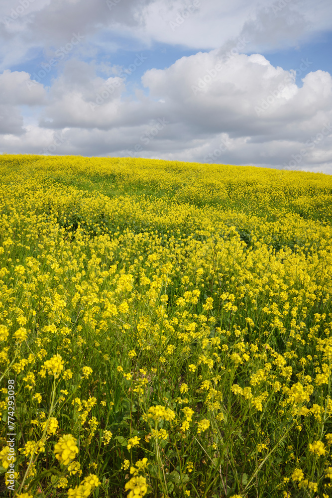 Yellow flower field. Yellow flower field.