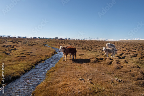 Cows standing near the water on autumn field