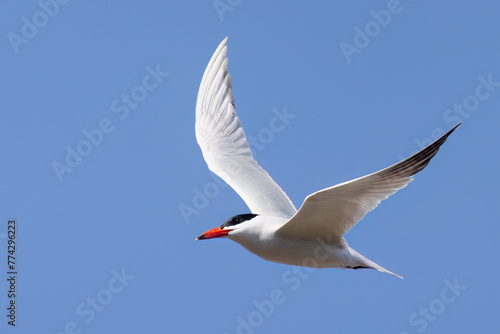 Tableau sur toile Caspian Tern
