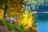 Two brown bears in the autumn forest with big lake. Animal in nature habitat. Wildlife scene
