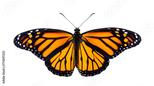 A large, vibrant orange butterfly elegantly flies through the air