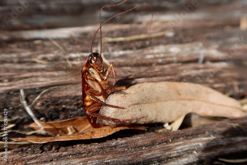 American cockroach on wood background, closeup