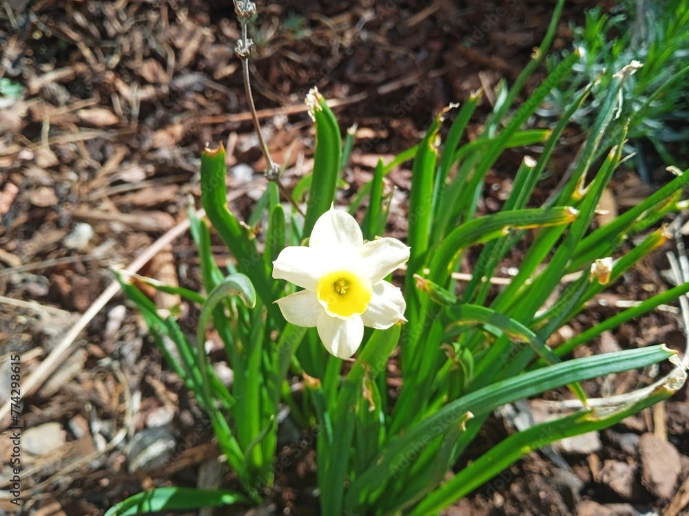 Flower Flower