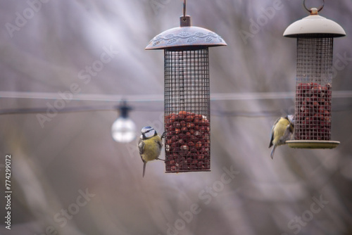 The Eurasian blue tit Cyanistes caeruleus is a small passerine bird in the tit family, Paridae. It is easily recognisable by its blue and yellow plumage and small size. seen eating nuts on a feeder photo