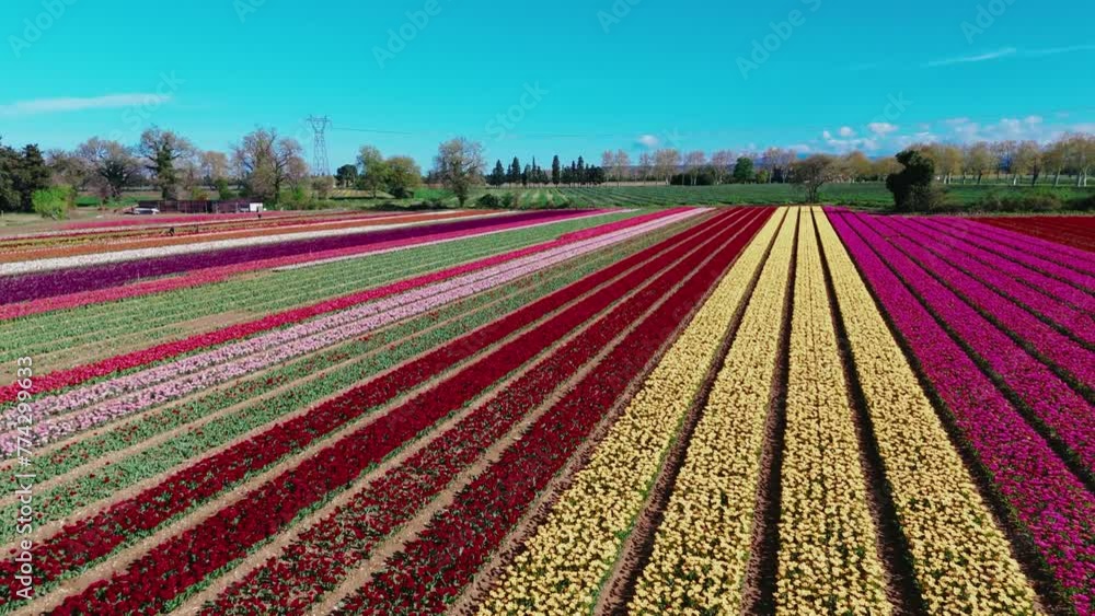 Rows of rainbow tulips seen from the sky, drone shot 4k Rows of rainbow tulips seen from the sky, drone shot 4k