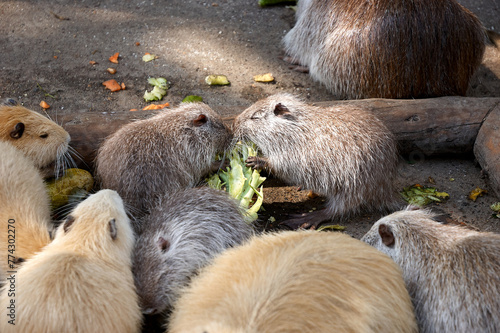 group of muskrats eating fresh fruits and sald photo