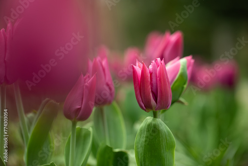 pink tulips, spring flowers