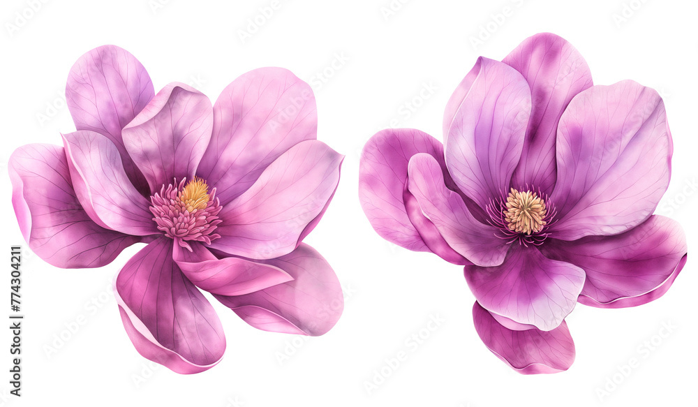 Fototapeta premium Set of purple magnolia flowers on a transparent background.