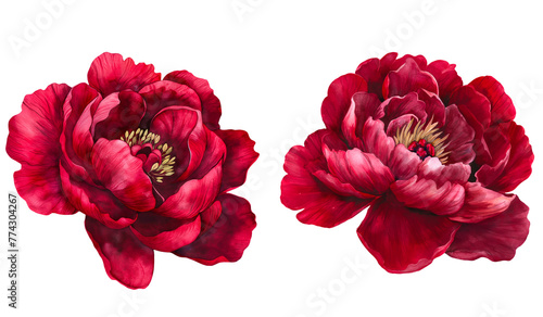 Fototapeta Naklejka Na Ścianę i Meble -  Set of red or burgundy peonies in watercolor clipart.
