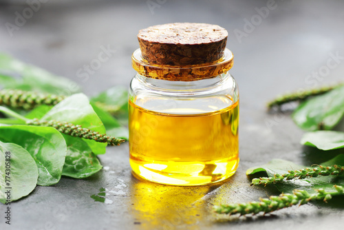 Plantain oil or extract with fresh flowers and leaves on black table, closeup, copy space, green medicine, remedy for lung and repiratory health concept