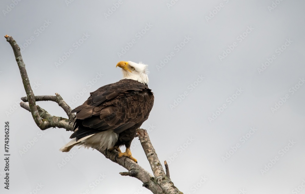 Obraz premium American bald eagle perched and looking back up close in Skagit Valley, Washington