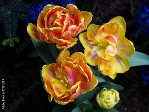Bright red and yellow tulips blossom